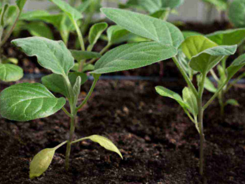 Баклажани на розсаду: коли сіяти і як підготувати ґрунт - фото з відкритих джерел