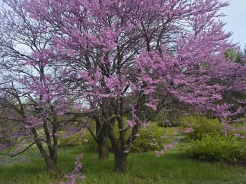 Цветение сирени и яркие краски весны: криворожский ботанический сад приглашает в гости