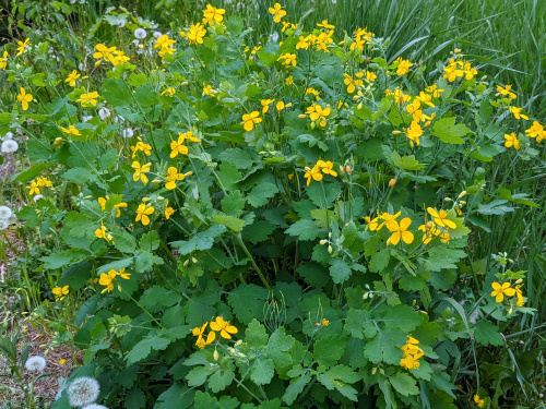 Бур’ян чи користь? Все про чистотіл на вашій ділянці - фото з відкритих джерел