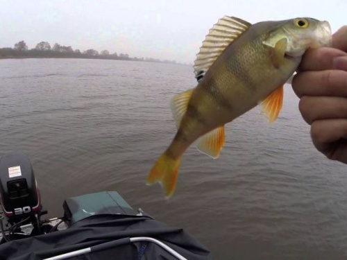 Где в Кривом Роге и окрестностях можно ловить рыбу в период нереста (список водоемов)