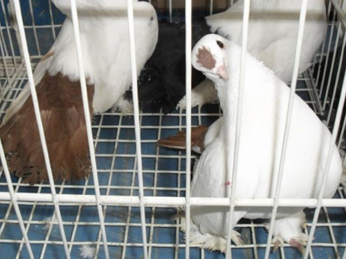 В Кривом Роге пройдет выставка птиц