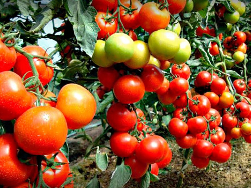 Томат і помідор: у чому справжня різниця - фото з відкритих джерел