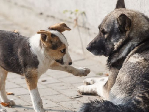 В Кривом Роге за год стерилизовали более 1300 собак