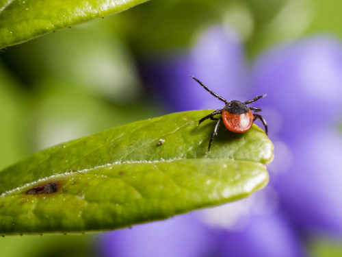 Весна, що кусається - фото з відкритих джерел