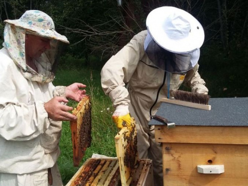 В Кривом Роге соберутся пчеловоды-международники