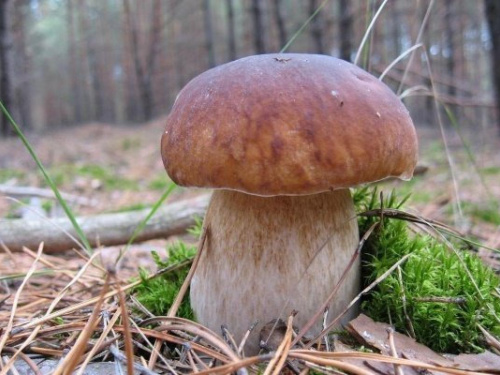 Білий гриб - фото з відкритих джерел