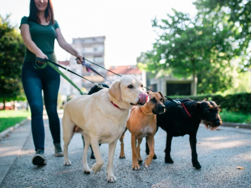 Як і коли вигулювати собаку - фото з відкритих джерел