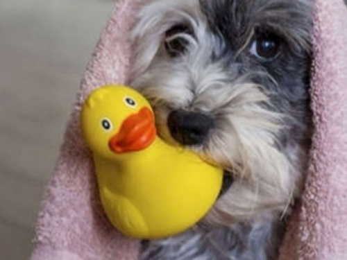 Сделай запас: в Кривом Роге завтра не будет воды