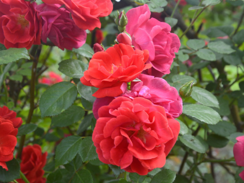 У Криворізькому ботсаду почався сезон цвітіння троянд 