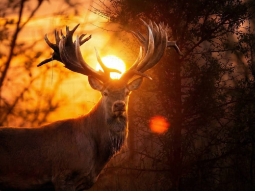 Олень, що мав принести Україні Гран-прі, загинув від кулі - фото з відкритих джерел