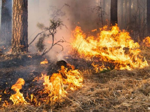 Фото із мережі інтернет