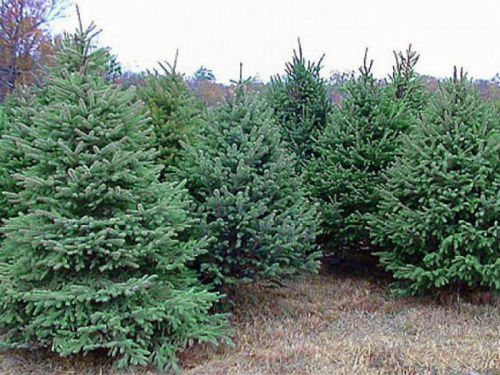 Як обрати ялинку до новорічних свят - фото з відкритих джерел