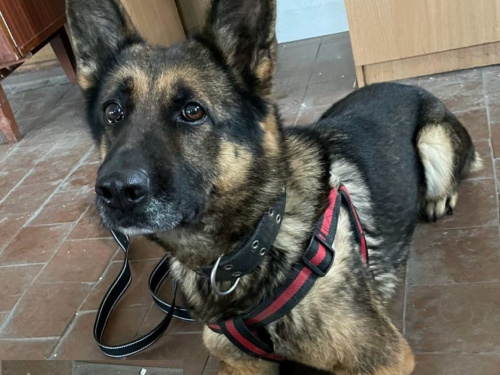 У Кривому Розі поліцейська вівчарка допомогла розкрити вбивство