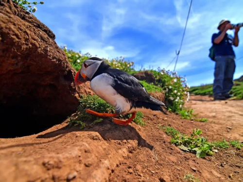 Робота серед тисяч птахів: як пожити безкоштовно на острові в Уельсі - фото з відкритих джерел