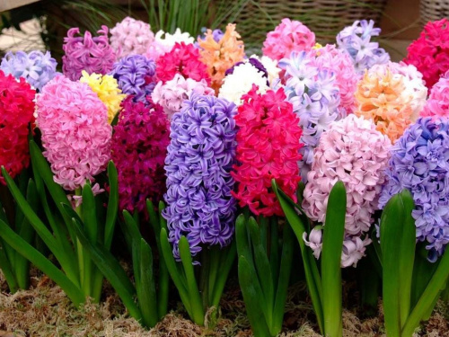 Догляд за гіацинтами - фото з відкритих джерел