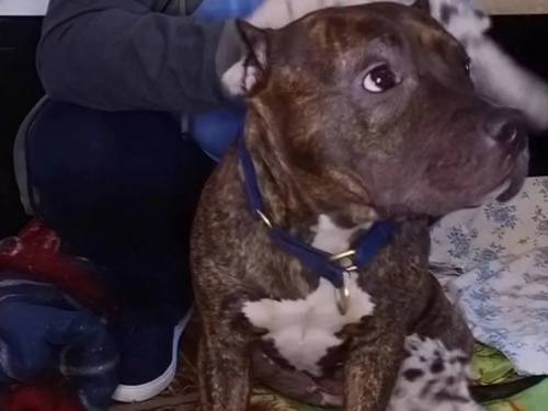 Добра собака врятувала осиротілих тигренят у «Фельдман Екопарку» - фото з відкритих джерел