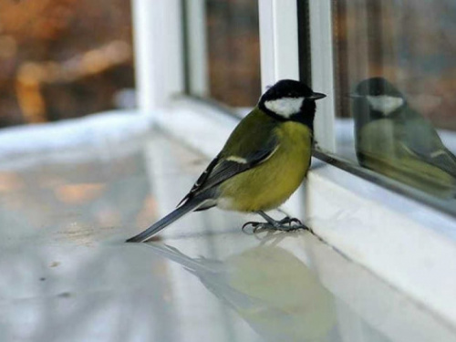 Пернаті вісники: що пророкують птахи біля вашого вікна - фото з відкритих джерел