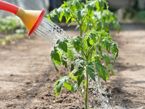 Що посадити біля помідорів, щоб захистити їх від шкідників - фото з відкритих джерел