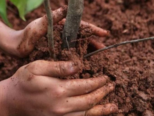 Жителей Кривого Рога приглашают озеленить и благоустроить город