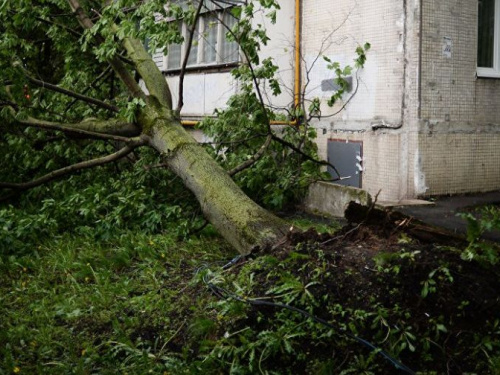 В Кривом Роге вместо уничтоженных стихией деревьев высадят новые, - мэр