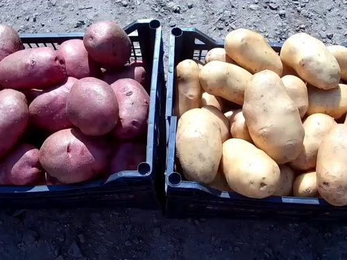 Біла vs фіолетова: хто переможе у битві за ваше здоров’я - фото з відкритих джерел