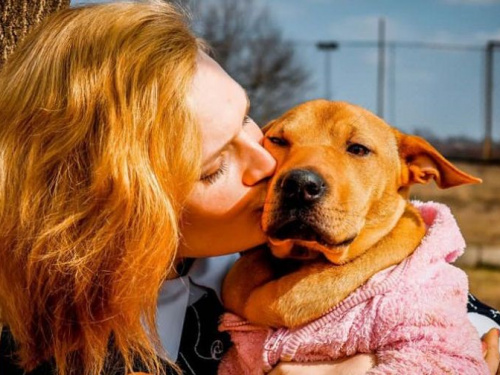 Жителей Кривого Рога приглашают "усыновить" бездомных собак