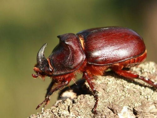 Фотограф показал, какие необычные внешне жуки водятся в Кривом Роге (фото)
