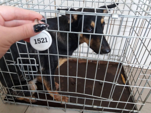 У двох районах Кривого Рогу відловили більше десятьох безпритульних собак