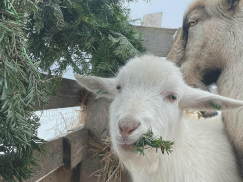 фото реабілітаційного центру «Зелений гай» 