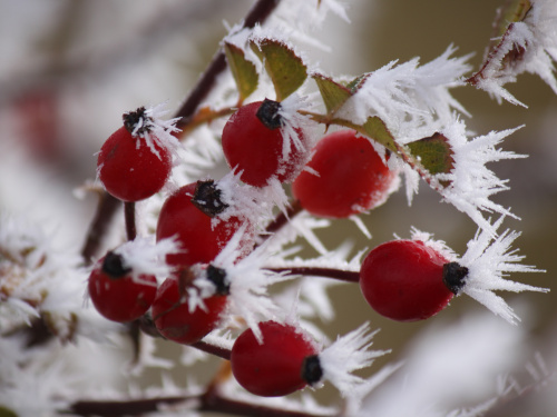 Світіння морозу: чому іній виглядає як казка - фото з відкритих джерел
