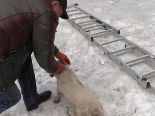 Журналисты в Кривом Роге спасли собаку из заточения (ФОТО)
