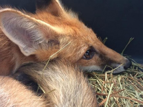 Спасенного в Кривом Роге лисенка передали в приют во Львов