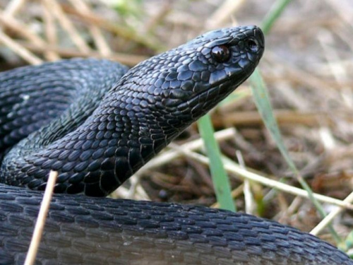 Укус змеи: спасатели рассказали куда обращаться в Днепропетровской области (список)