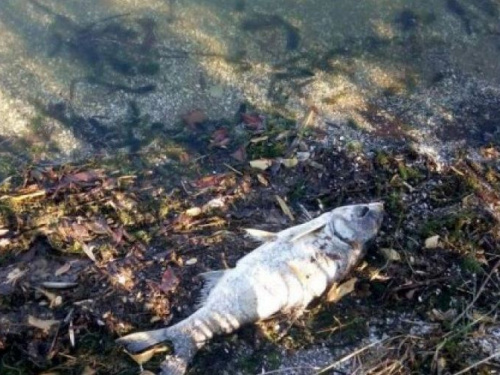 В реке под Кривым Рогом выявлен массовый мор рыбы