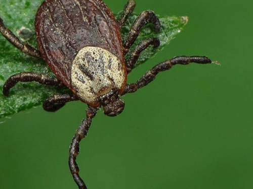 Опасные насекомые: в Кривом Роге 10 человек в этом году получили укусы клещей