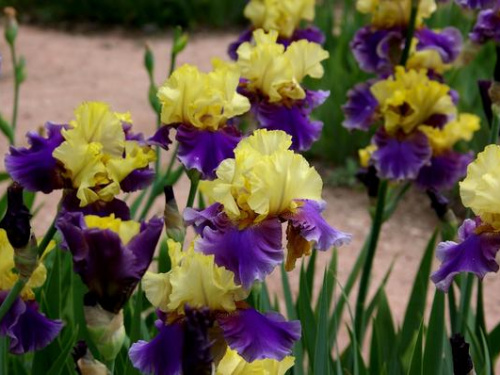 Фото з відкритих джерел