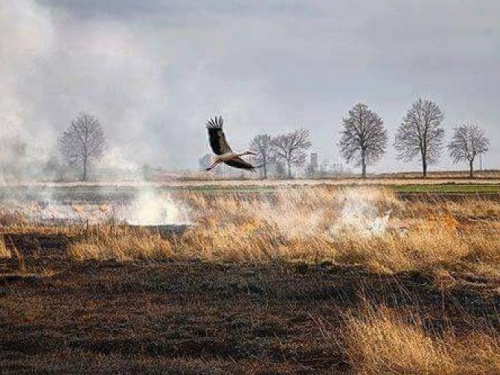 На Днепропетровщине за сутки в природных экосистемах произошло 10 пожаров