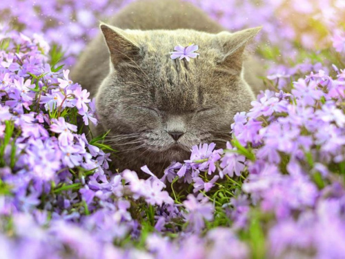 Пам'ятні дати квітня - фото з відкритих джерел