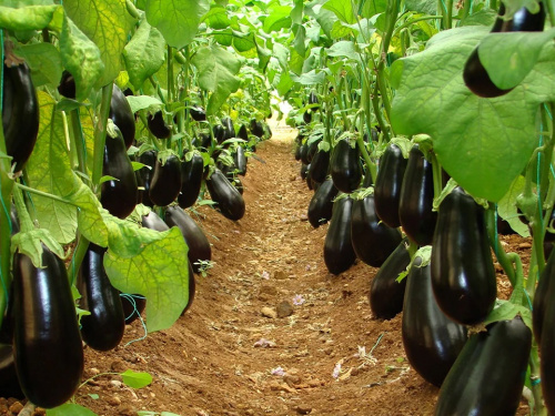 Як виростити сильні рослини та отримати рясне плодоношення - фото з відкритих джерел