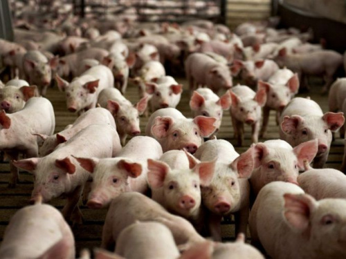 Под Кривым Рогом появится крупная свиноферма