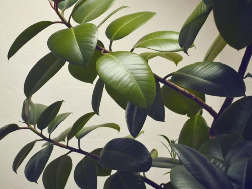 Фікус із живця: найпростіші методи укорінення - фото з відкритих джерел