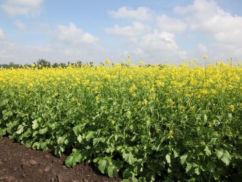 Гірчиця на городі: природний захист і підживлення ґрунту - фото з відкритих джерел
