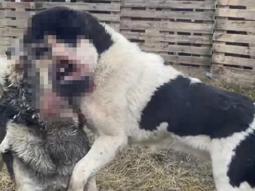 Фото Snezhana Buhrik