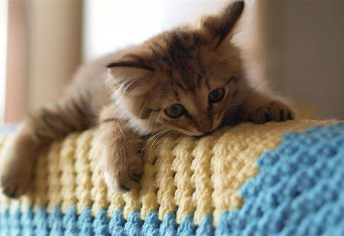 Котик мерзне, фото з відкритих джерел 