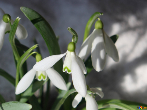 Фото пролісків з відкритих джерел