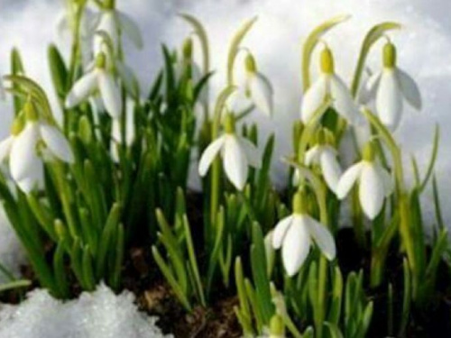 Криворожан приглашают присоединиться к операции "Первоцвет"