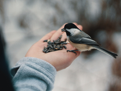 Чим годувати птахів - фото з відкритих джерел