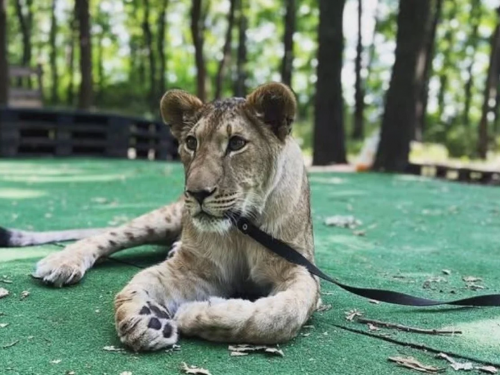 левиця Еліна, фото з відкритих джерел