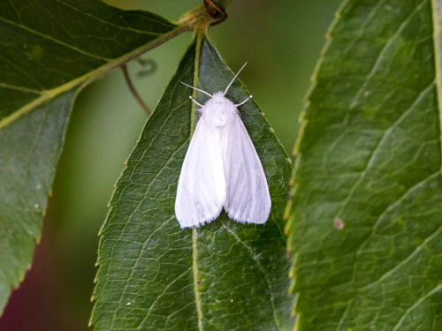 Як врятувати сад від навали білого метелика - фото з відкритих джерел