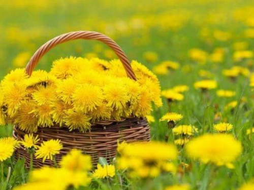 Солнечный одуванчик: топ фактов о цветке